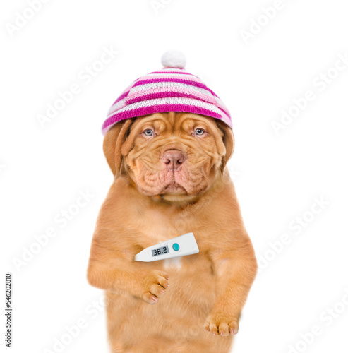 Unhappy sick puppy wearing warm hat holds thermometer. isolated on white background