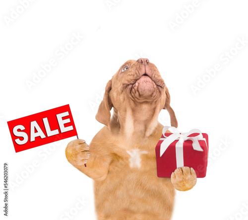 Funny puppy holds sales symbol and gift box and looks up. isolated on white background