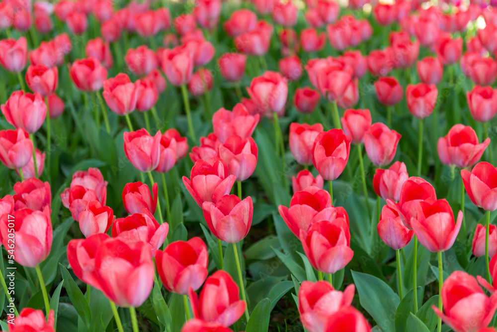 blooming spring red tulips flower like background in park, garden floral background