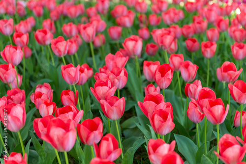 blooming spring red tulips flower like background in park  garden floral background