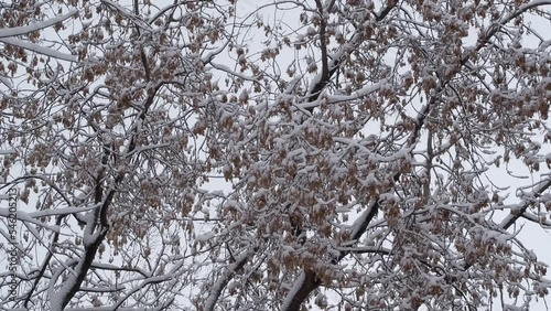 Tree branches covered with snow against a gray sky close-up. Snowy cold winter