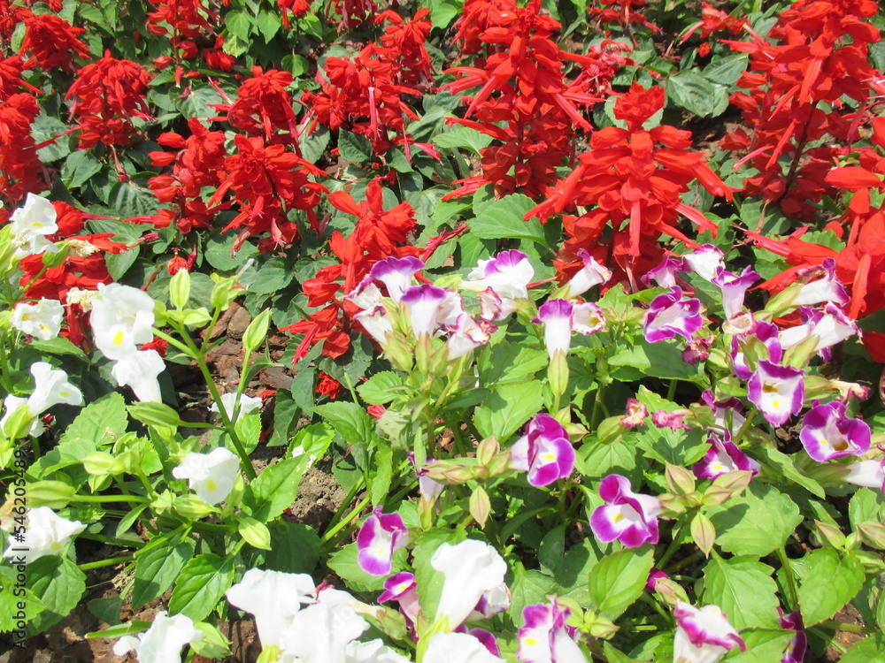 春の花壇に美しく咲き誇る、赤が鮮やかなサルビア・コクシネアと紫色のトレニア