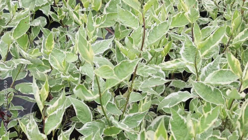 Garden center. Outdoor summer playground. Ornamental trees and shrubs, Turf planted in pots. Soft focus. Garden center. Outdoor summer playground. Ornamental trees and shrubs, Turf planted in pots. Soft focus.