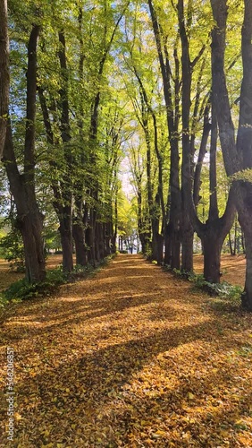 Alley of an old park with tall yellow trees. Fallen bright leaves on the road. Blue sky over the horizon. Autumn warm sunny day. Latvia