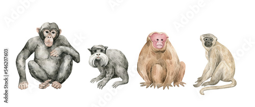Watercolor set with monkey animals. Chimpanzee, tamarin, uakari, vervet. Cute hand-painted wild tropical animals