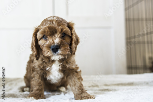 Stampa su tela Portrait of sweet cute brown cavapoo puppy looking in the garden