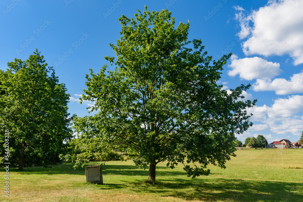 Historical Landmark Remains of Old Oak Tree in Takovo Park