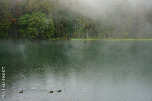 霞の出ている初秋の森と池 -日本、御射鹿池