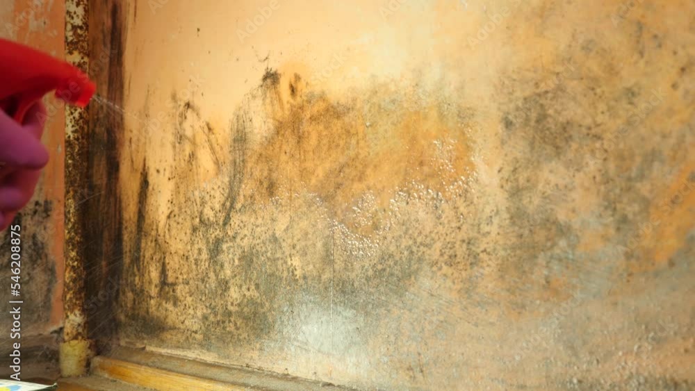 Chlorine is sprayed on a wall affected by mold and fungus. Fight