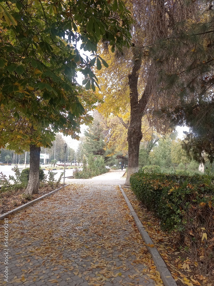 Naklejka premium path in the woods