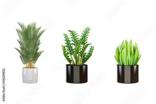 Ornamental plant on pot isolated on white. PNG format.