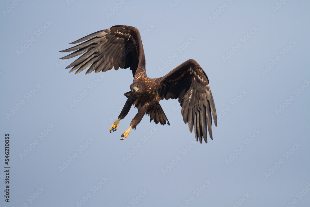 Majestic predator White-tailed eagle, Haliaeetus albicilla in Poland wild nature Majestic predator White-tailed eagle, Haliaeetus albicilla in Poland wild nature