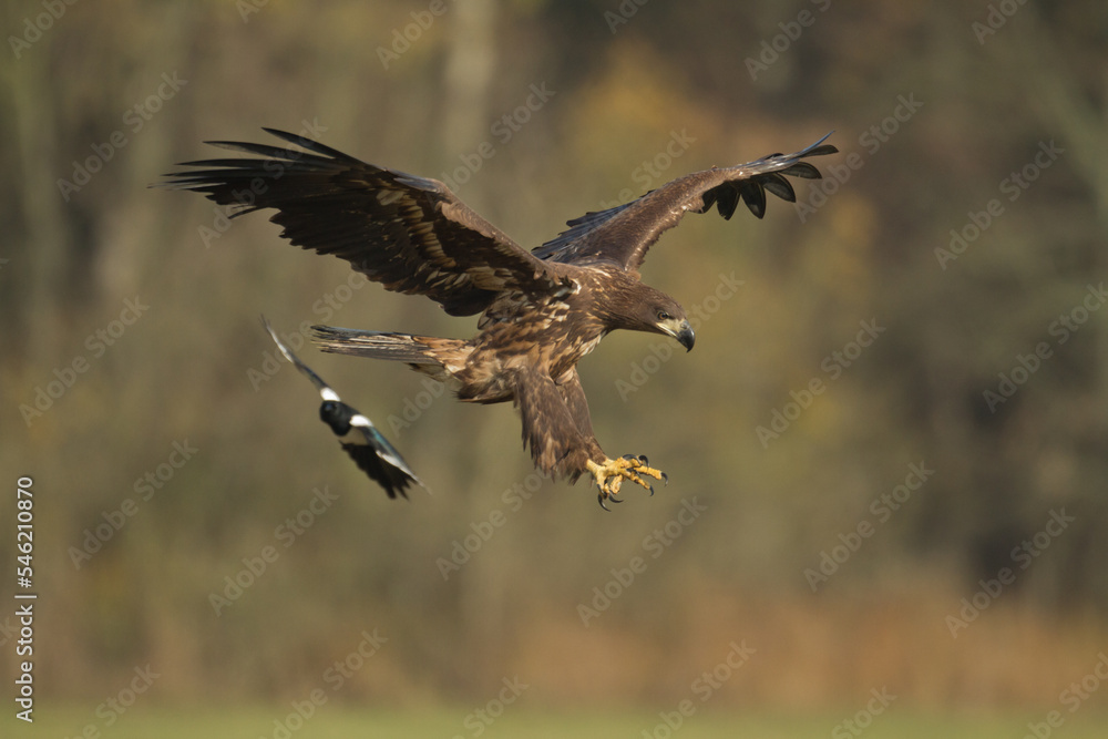 Obraz premium Majestic predator White-tailed eagle, Haliaeetus albicilla in Poland wild nature 