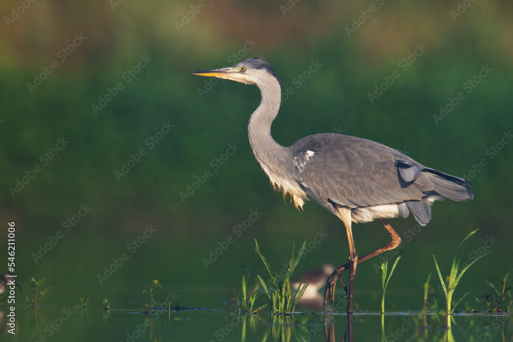 Fototapeta premium Bird Grey heron, gray heron Ardea cinerea bird on dark green background, hunting time