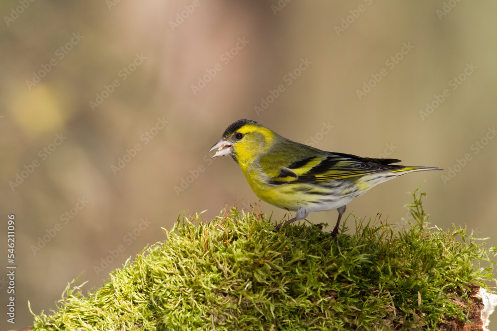 Bird Siskin Carduelis spinus male, small yellow bird, winter time in Poland Europe Bird Siskin Carduelis spinus male, small yellow bird, winter time in Poland Europe