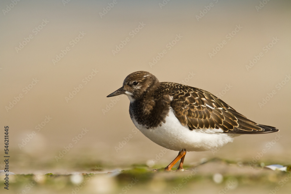 bird - Ruddy Turnstone migratory Arenaria interpres shorebird, migratory bird, Poland Europe Baltic Sea bird - Ruddy Turnstone migratory Arenaria interpres shorebird, migratory bird, Poland Europe Baltic Sea