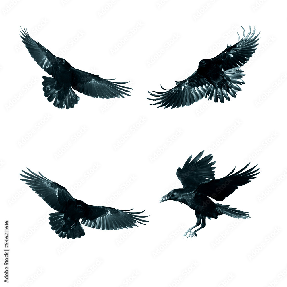 Fototapeta premium Birds flying ravens isolated on white background Corvus corax. Halloween - mix four birds, silhouette of a large black bird in flight cut out on a white background for use in graphic arts