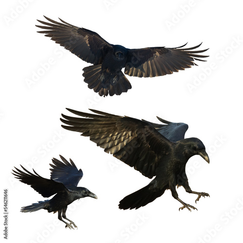 Birds flying ravens isolated on white background Corvus corax. Halloween - mix three birds  silhouette of a large black bird in flight cut out on a white background for use in graphic arts