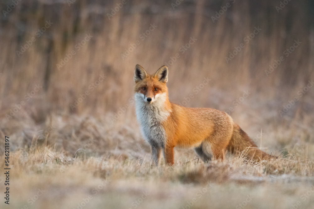 Fototapeta premium Fox Vulpes vulpes in autumn scenery, Poland Europe, animal walking among autumn meadow in amazing warm light