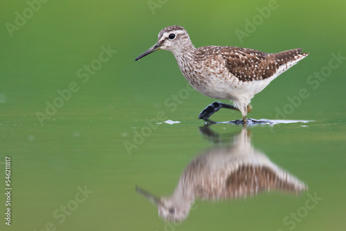 Shorebirds - Wood Sandpiper Tringa glareola, wildlife Poland Europe