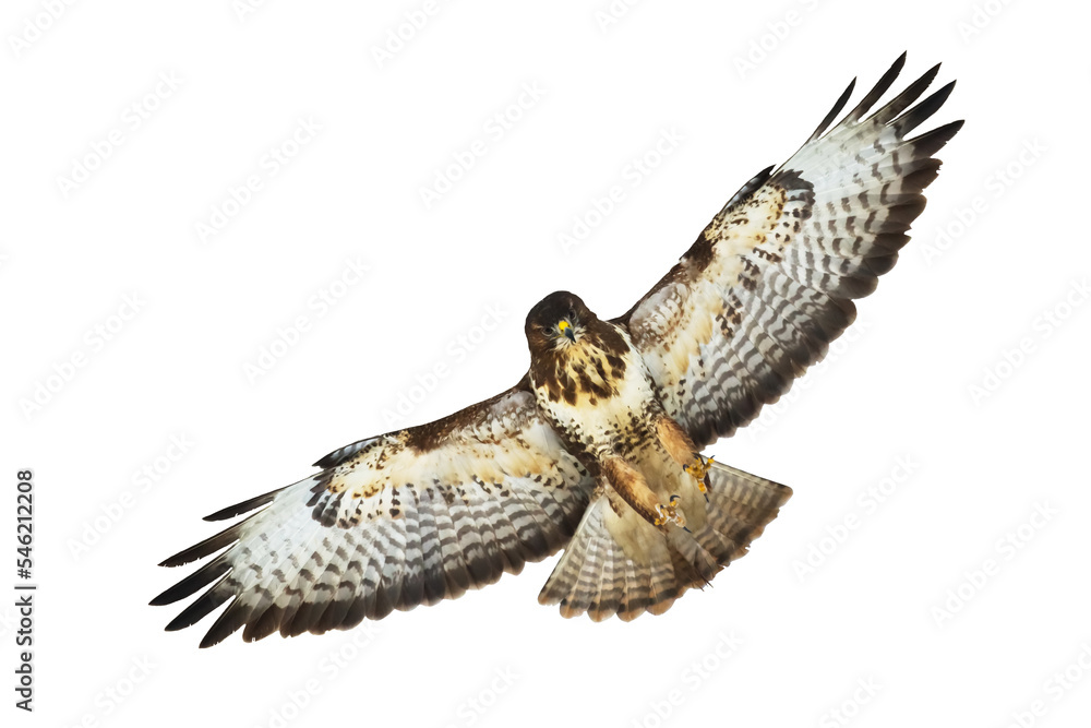 Birds of prey - Common buzzard Buteo buteo flying, hawk bird, predatory bird close up flying bird isolated on white background Birds of prey - Common buzzard Buteo buteo flying, hawk bird, predatory bird close up flying bird isolated on white background