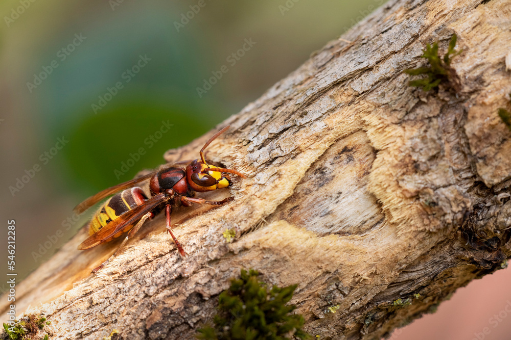 Vespa crabro, Hornisse leckt Pflanzensaft von einem geringelten Fliederast, Hornet feeding on sap of a girdled lilac branch