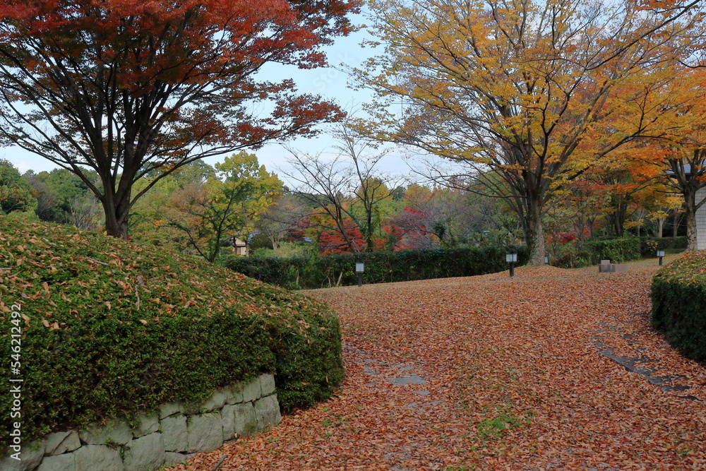 Obraz premium 降り積もった落葉