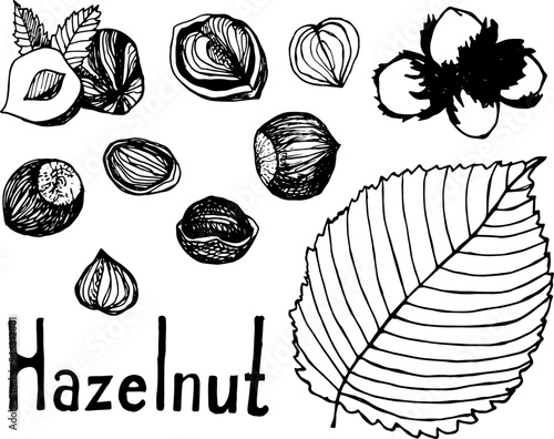 Nuts and seeds, whole hazelnut and kernel, hand drawn illustration.