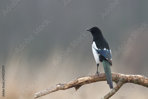 The Eurasian Magpie or Common Magpie or Pica pica on the branch with colorful background, winter time 