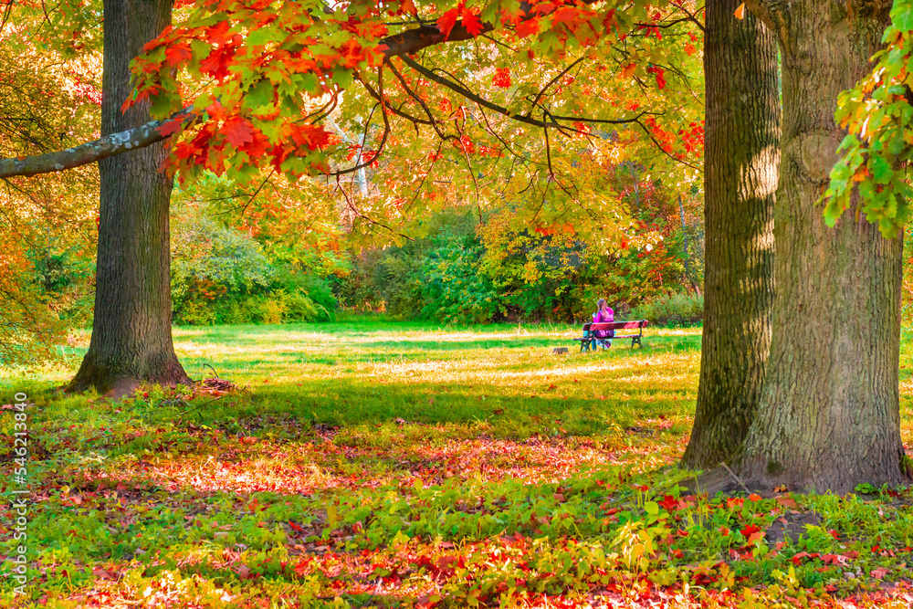 People in autumn park, oak tree with autumn yellow leaves and fall forest People in autumn park, oak tree with autumn yellow leaves and fall forest