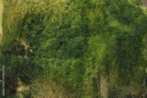 View of stone covered green moss, closeup