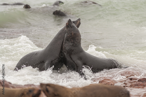 Two Cape Fur Seals (Arctocephalus pusillus) playfighting in the surf at the coast of Namibia 