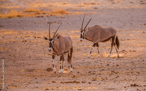 Two Gemsboks (Oryx gazella) walking towards the camera at sunrise