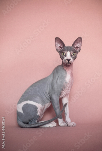 Cat on a pink backdrop © XL