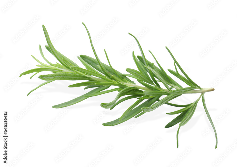Fototapeta premium Aromatic green rosemary sprig isolated on white. Fresh herb