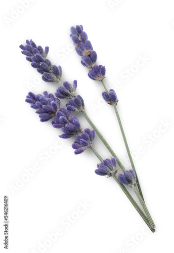 Fototapeta Naklejka Na Ścianę i Meble -  Beautiful lavender flowers isolated on white. Fresh herb