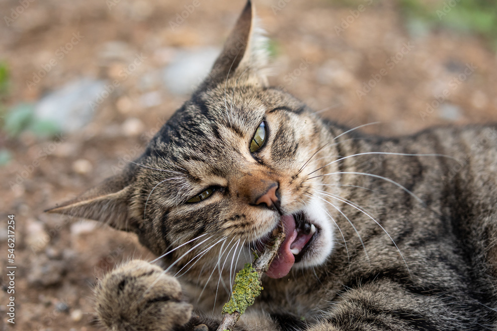 close-up of tabby cat chewing a mossy twig