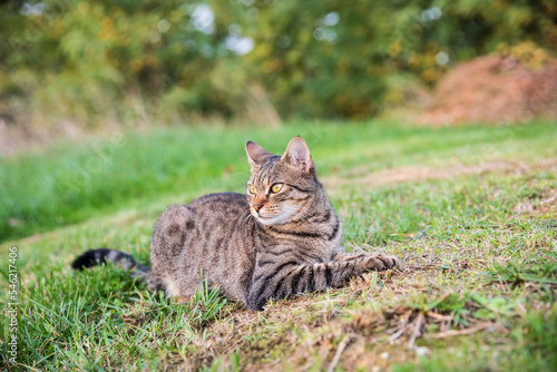 tabby cat on alert against green background © VIDEOMUNDUM