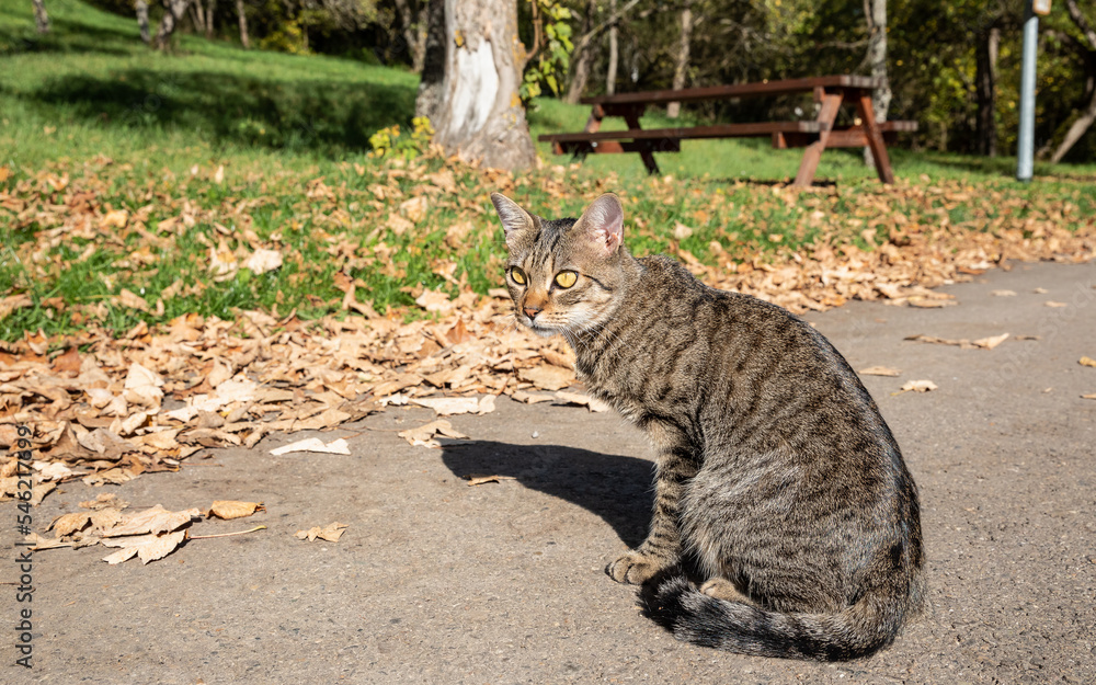 tabby cat sitting on sunlit tarmac tabby cat sitting on sunlit tarmac