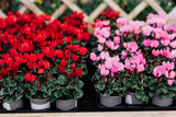 Seasonal blooming winter flowers. Close up pink and red cyclamen flowers in a pots in the garden store center. Gardening hobby, Selective focus, copy space.