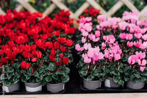 Seasonal blooming winter flowers. Close up pink and red cyclamen flowers in a pots in the garden store center. Gardening hobby, Selective focus, copy space.