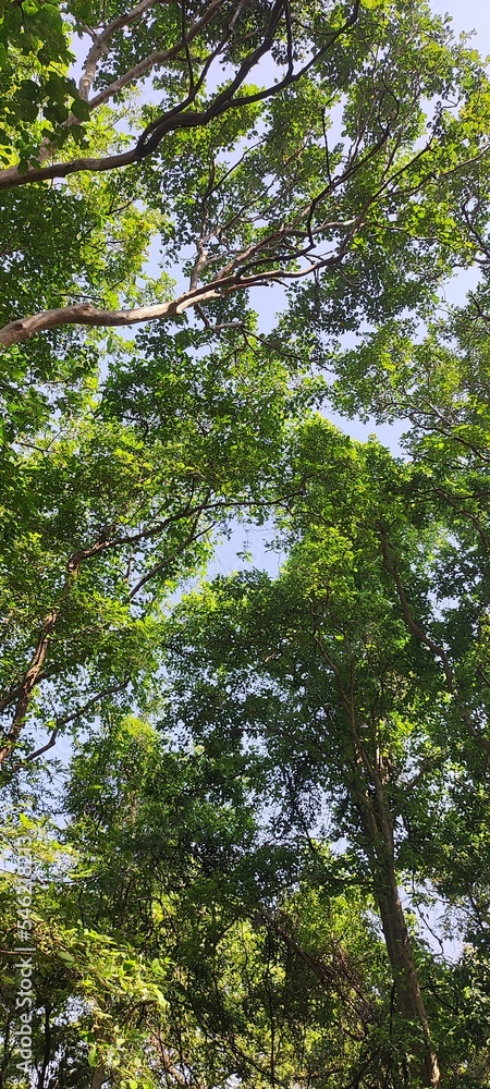 Fototapeta premium Nature Greenary