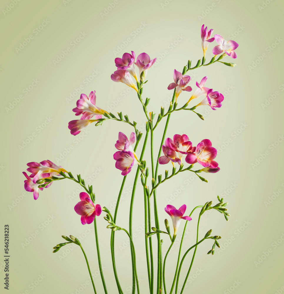Beautiful curved pink flowers at green background Beautiful curved pink flowers at green background