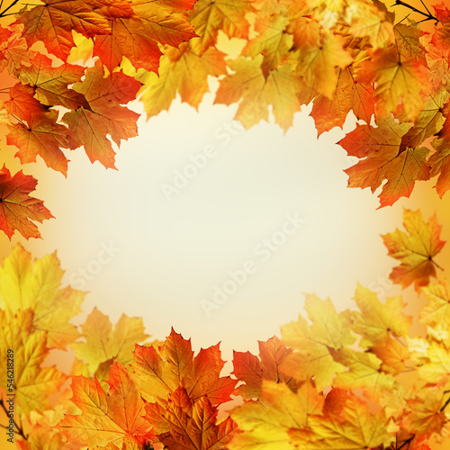 Frame of autumn maple leaves with copy space