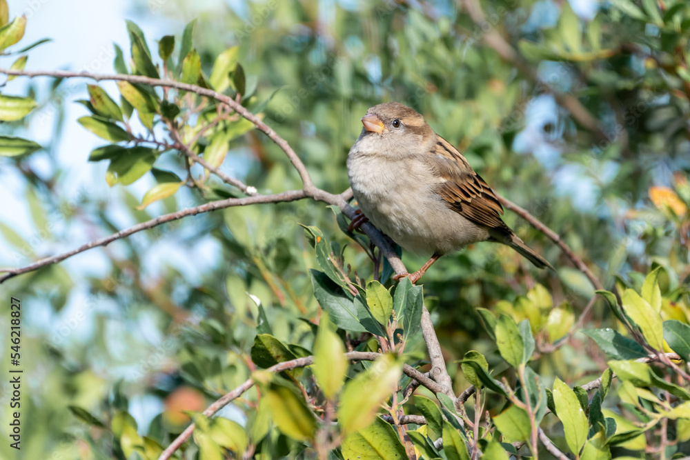 Beautiful portrait of a House Sparrow perched on a branch looking straight ahead, near Cordoba, Andalusia, Spain Beautiful portrait of a House Sparrow perched on a branch looking straight ahead, near Cordoba, Andalusia, Spain