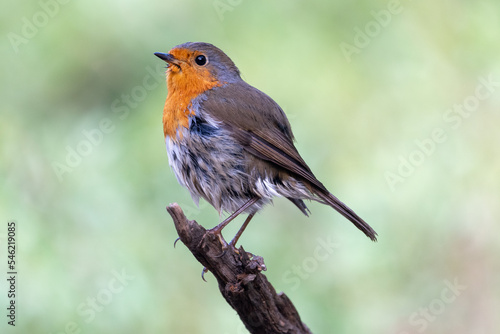 Beautiful side close portrait of European Robin on thick branch and drops in plumage looking sideways  near Cordoba  Andalusia  Spain