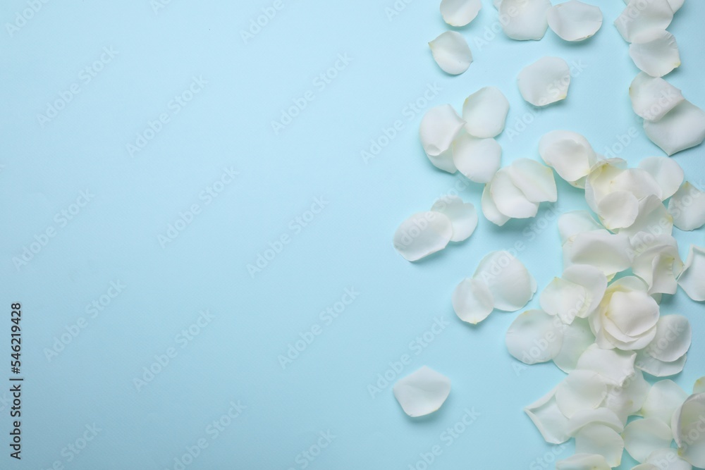Beautiful white rose flower petals on light blue background, flat lay. Space for text Beautiful white rose flower petals on light blue background, flat lay. Space for text