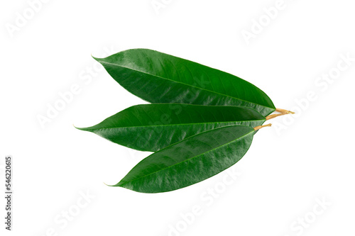 Fresh green durian leave isolated on white background, decoration for advertising concept