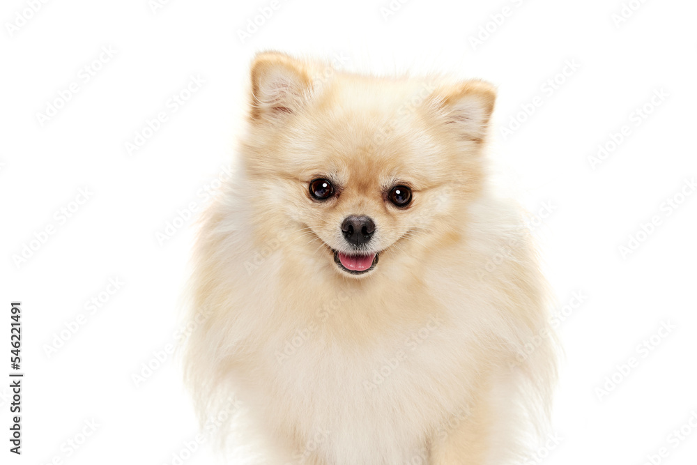 Smiling pet. Closeup face of charming fluffy pomeranian spitz isolated on white background. Concept of breed domestic animal. health care, vet.
