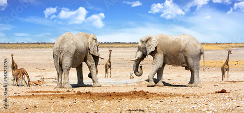 Photography Beautiful African Scene with Elephants and a herd of Giraffe against a natural p